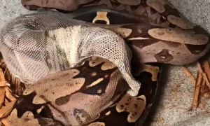 Time-Lapse Footage of Suriname Boa Constrictor Molting