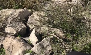 Mountain Goat Rescued from Rock Crevice