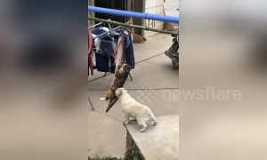 Bulldog wants to play with cat busy hanging in mid-air stealing fish in China