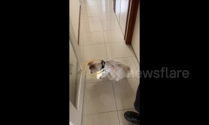 Aussie dog owner makes collar for pet to stop her hitting her head