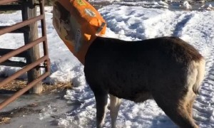 Deer Goes Deep for a Treat