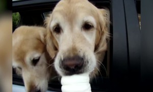 Golden Retriever Goodness