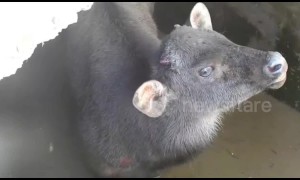 Indian officials flood water tank to rescue stranded bison calf