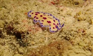 Candy Color Flatworm