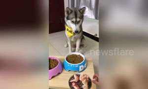 Husky doesn't like owner trying to trick him with picture of tasty food