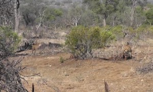 'Laughing' hyenas attempt to steal a pride of Lions' kill
