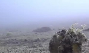 Coconut Octopus Takes a Stroll on the Ocean Floor