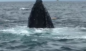 Whales Put on Show for Watching Tour Group