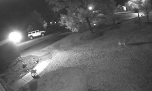 Feral Cat Stands Her Ground Against Coyote