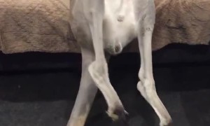 Kangaroo Needs a Bigger Couch