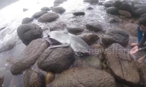South African surfers rescue baby great white shark
