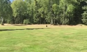 Friendly bear cub walks across golf course to greet golfer