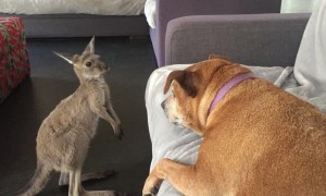Kangaroo Joey Shows Dog Who's Boss