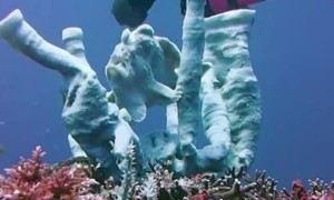 Frogfish Performs Underwater Show