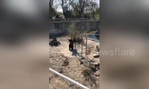 Lively brown bear dances against monkey bars in Chinese zoo