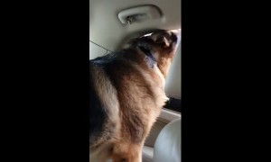 Dog gives priceless reaction after realizing he's at the vet