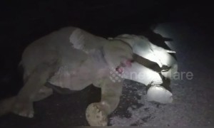 Young wild elephant injured after being hit by truck crossing road in northern India
