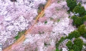 Incredible drone footage shows blooming cherry trees in China's Guizhou