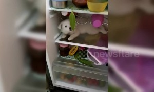 Puppy is tired of the Indian heat and crawls into a fridge to escape