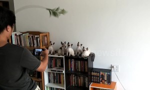 This is how you get six Siamese kittens to pose for a photo