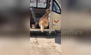 Timid golden retriever gets too scared to step out of three-wheeler