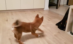 Shiba Inu Puppy Totally Loses It When Owner Comes Home