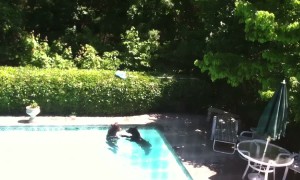 Who Knew Bears Love the Pool?