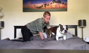 Stubborn English Bulldog refuses to get off of comfy bed