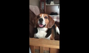 Man has full on conversation with his talking beagle