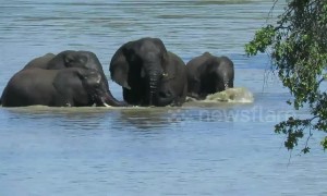 Dramatic moment herd of elephants rescue drowning calf
