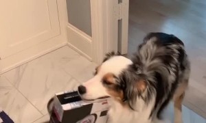 Proud Pooch Carries Around Prized Item