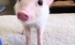 Mini Pig Strikes a Pose