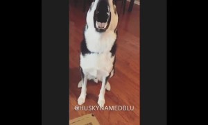 Guilty dog refuses to face the truth, throws tantrum instead