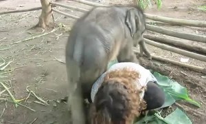 Baby elephant absolutely loves cuddling with her caretaker