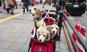 Trio of Beagles in a pram surrounded by cherry blossom spotted in Tokyo