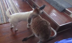 Tiny kangaroo joey adorably grooms chihuahua