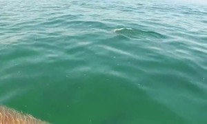 Baby dolphins decide to swim with paddle boarder in California