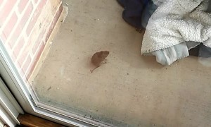 Mouse Shows Cat Who's Boss