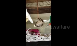 You spin me right round! This hamster loves his new twirling cage toy