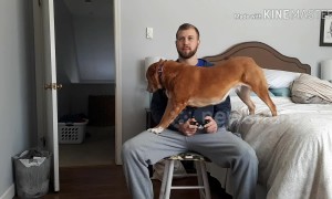 Dog tries everything to get attention from her gamer owner