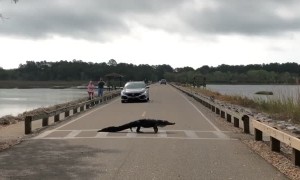 Alligator Moseys Across Crosswalk