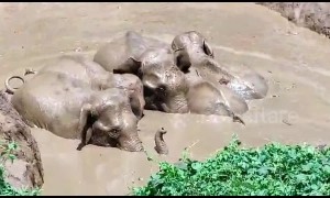 Entire herd of elephants rescued after jumping into farm pond to save lost calf