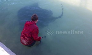 Giant poisonous stingray swims up to woman so she can stroke him