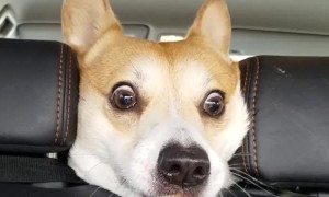 That Sausage is Mine!