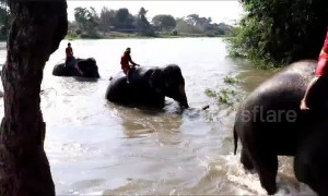 Elephants hold jumbo swimming race to keep fit in Thailand