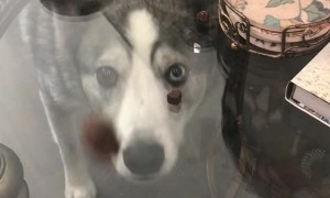 Dog Bamboozled by Treat Force Field