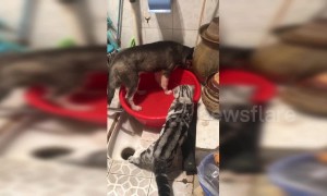 Cat angrily tells off husky for playing with water basin in China's Sichuan