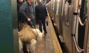 Subway Conductor Won't Let Man Board with Dog