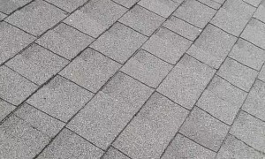 Peacock Watches Him Work