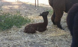Baby Alpaca Takes First Steps